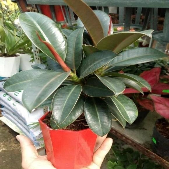 Trong văn hóa truyền thống, cây đa búp đỏ được xem là “cây cát tường” điển hình.