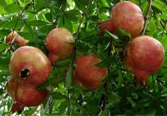 Cây lựu là lựa chọn lý tưởng trong phong thủy, tượng trưng cho sự kiên định và bền vững.