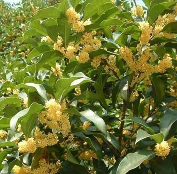 Cây mộc hương, hay còn gọi là cây quế hoa, là loại cây lâu năm với tuổi thọ có thể lên tới cả trăm năm, trồng càng lâu giá trị càng cao.