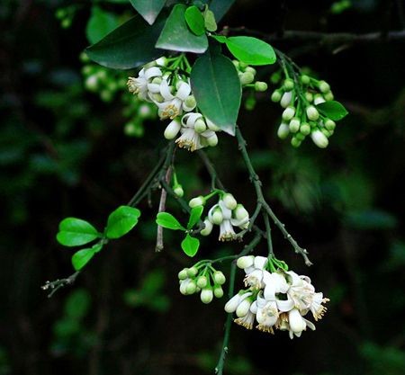 Lá bưởi giúp làm sạch da đầu kích thích mượt tóc