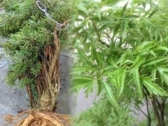 Cây đinh lăng thuộc họ nhân sâm, có tán lá xanh mát và mọc sum suê. 