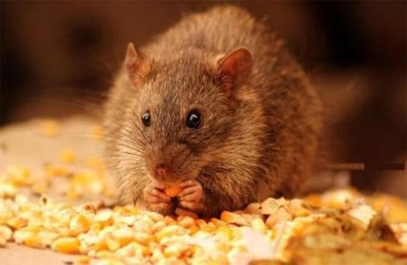 Nhiều người lo lắng trước những con chuột phá phách, gây ồn ào ban đêm.