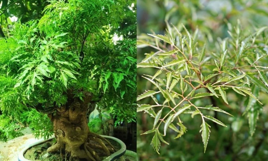 Vị trí tốt nhất để trồng đinh lăng là những nơi có nhiều nắng và không gian thoáng đãng, như trước nhà (lệch sang một bên để không chắn lối đi), ban công, sân thượng hoặc sát cửa sổ để đón ánh sáng tốt nhất, giúp cây phát triển khỏe mạnh và thu hút vượng khí, tài lộc cho gia đình. 