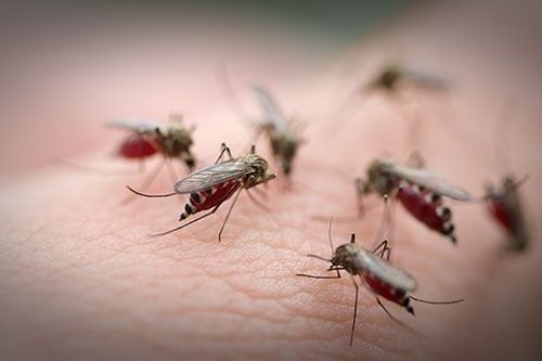 Muỗi gây ra bệnh dịch và là nỗi lo của nhiều quốc gia
