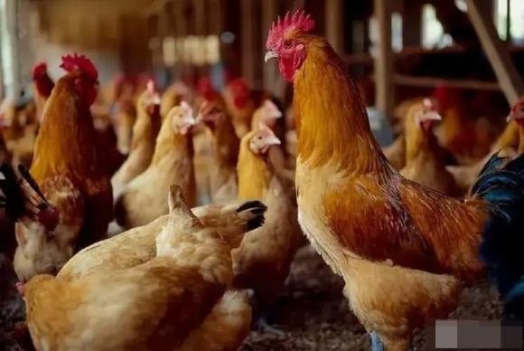 Người đàn ông trung niên lại nhận xét: “Giữa anh em, nếu hòa thuận thì là họ hàng, không hòa hợp thì là kẻ thù. Sau khi cha mẹ mất, nhiều anh chị em chia rẽ vì mâu thuẫn và lợi ích, họ gần như không còn tương tác nữa.”