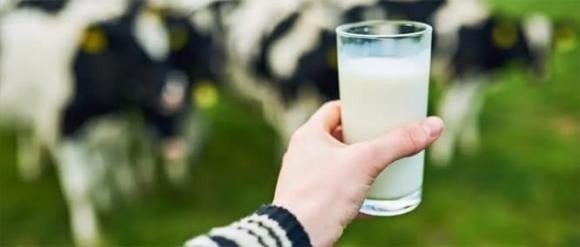 Isoflavone trong đậu nành có thể giúp hạ LDL (cholesterol xấu) và cải thiện mức lipid máu.