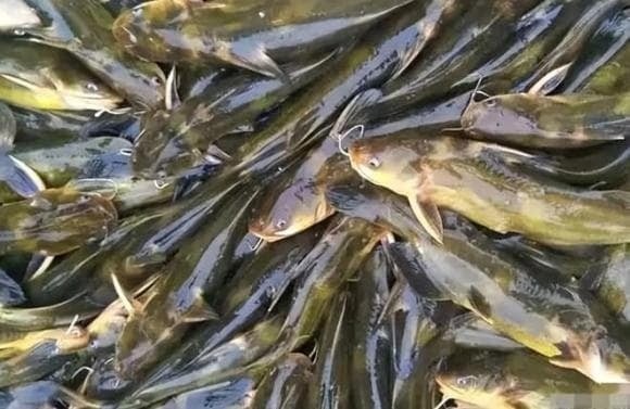 Cá trê có tính mát, thịt thơm, mềm, dễ tiêu và ít xương dăm. 