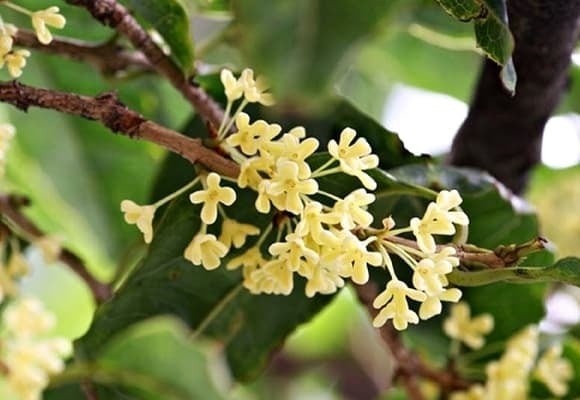 Cây mộc hương (hay còn gọi là quế hoa) là loài cây thân gỗ có tuổi thọ từ hàng chục đến hàng trăm năm. 