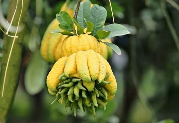 Phật thủ nổi bật với quả mọc thành chùm, xòe ra như bàn tay Phật, vừa độc đáo vừa mang giá trị phong thủy cao. 
