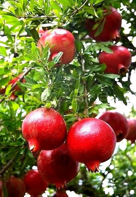 Vỏ lựu có tính kháng khuẩn nhẹ