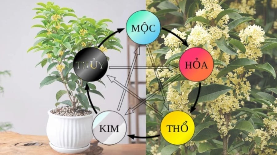 Loại cây hợp cả 5 mệnh, lọc sạch không khí trong nhà là cây Mộc Hương