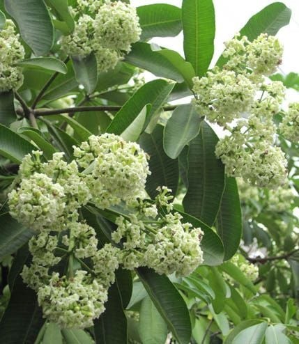 Cây Hoa sữa tưởng chỉ là cây cảnh hóa ra cũng có công dụng sức khỏe