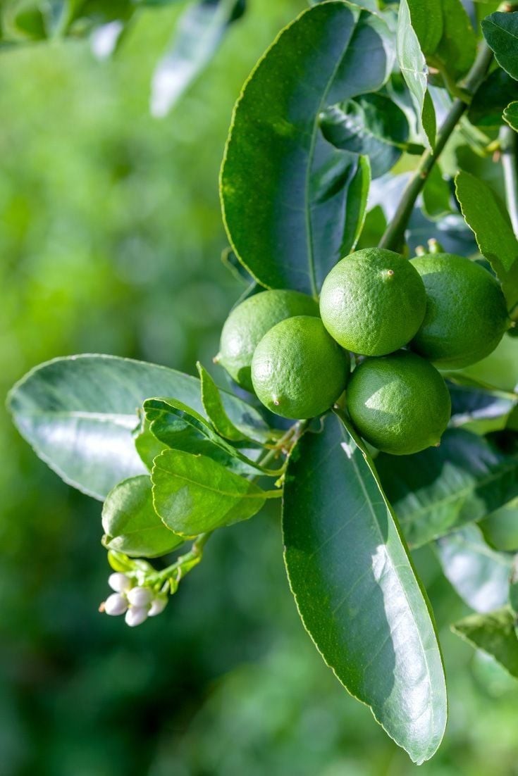 Lá chanh rất quen thuộc trong nhiều món ăn nhưng nấu nước lá chanh uống và rửa mặt thì còn ít người biết