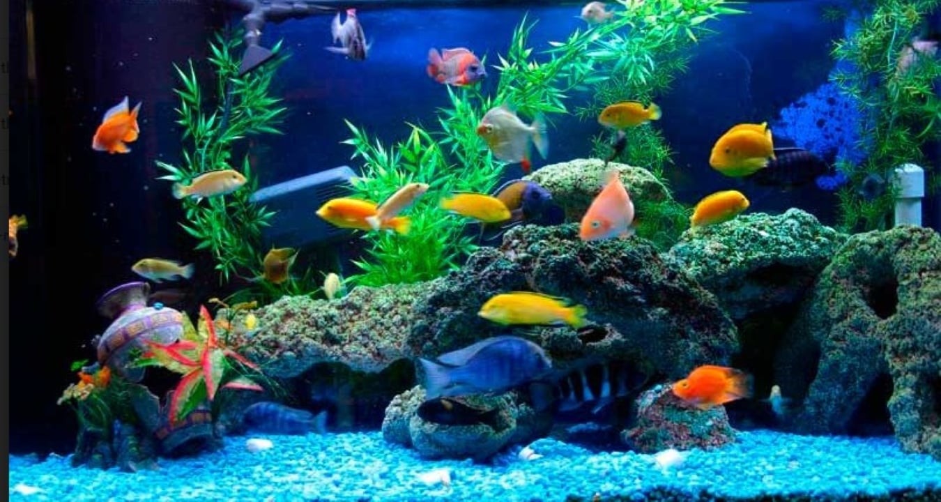 Bể cá cảnh đặt nên đặt ở phía Đông Nam, gần cửa chính. Nước trong bể cá thể hiện cho dòng chảy của sự sống, sự sinh sôi nảy nở. (Ảnh minh họa)