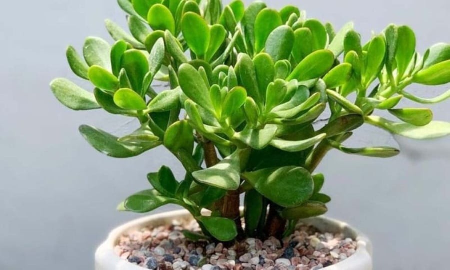 Cây ngọc bích mang lại tài vận dồi dào và mang đến cả sức khỏe và may mắn cho gia chủ... (Ảnh minh họa)