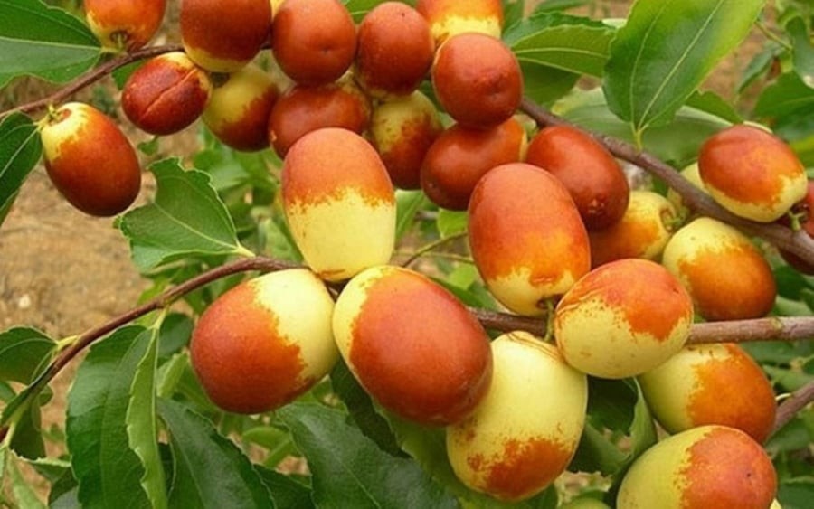 Hồng táo có thể mang lại lợi ích ấn tượng cho hệ thần kinh, khả năng miễn dịch và tiêu hóa của con người.