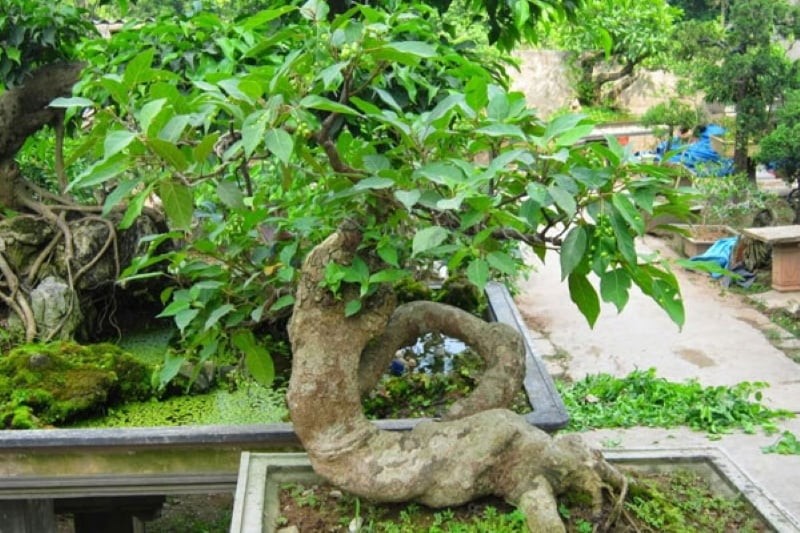 Khi tạo dáng theo phong cách bonsai mini, cây sung trở thành một tác phẩm nghệ thuật sống đầy mê hoặc.