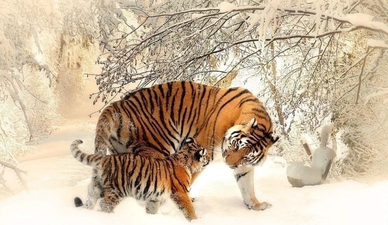 Người tuổi Dần sẽ tỏa sáng nhờ sự nhiệt huyết và khả năng lãnh đạo. Ảnh minh họa