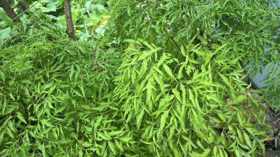 Dân gian cho rằng trồng cây đinh lăng trước nhà giúp gia đạo bình an bởi loại cây này giúp chặn bớt các luồng khí xấu, thu hút nhiều tài lộc. 