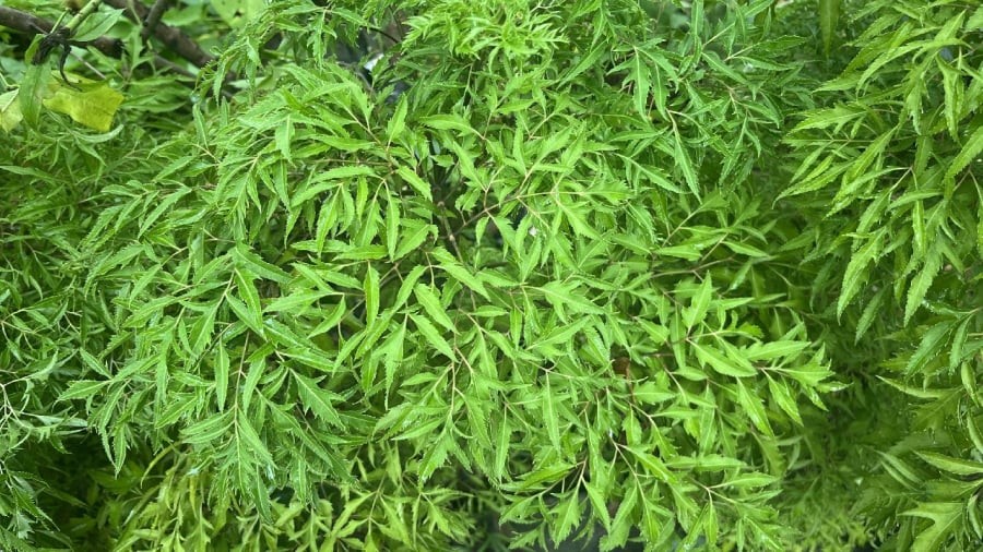 Cây đinh lăng có ý nghĩa phong thủy tốt đẹp.