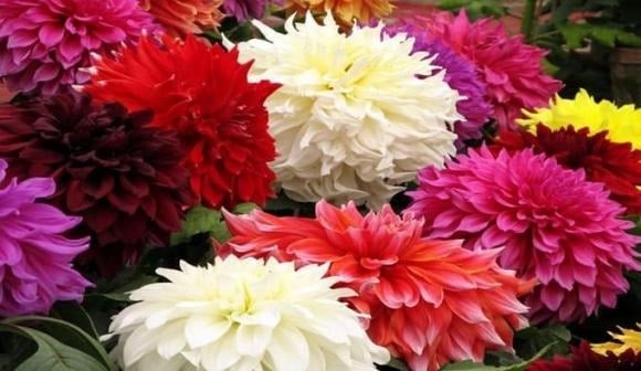 Hoa thược dược rực rỡ, nở bền và thường xuất hiện trong dịp Tết như biểu tượng của may mắn, hạnh phúc và sự sung túc.