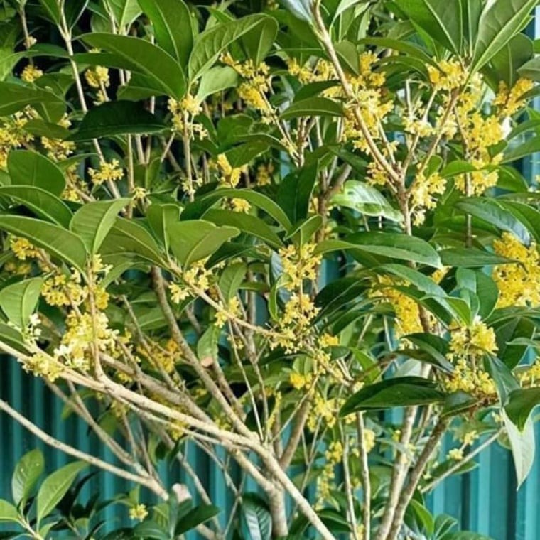 Hoa mộc hương ra thành từng chùm nhỏ nhắn, trắng tinh khiết hoặc vàng nhạt, nở thành từng cụm dày đặc trên cành.
