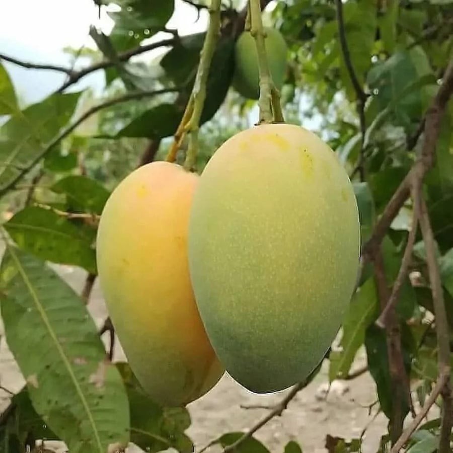 Xoài là trái cây quen thuộc nhưng còn ít người biết ngâm trong nước trước khi ăn