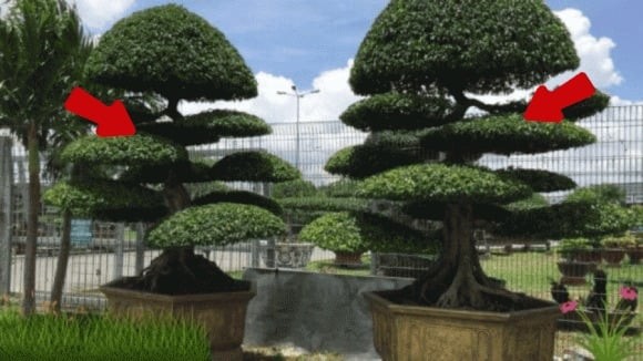 Thuộc họ Ficus, cùng họ với đa và si, cây sanh nổi bật bởi sức sống bền bỉ và khả năng thích nghi với nhiều loại đất.