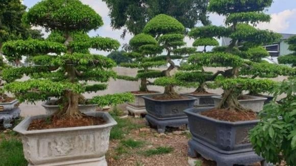 Theo phong thủy, cây sanh thuộc hành Mộc, đại diện cho sự phát triển và nuôi dưỡng.
