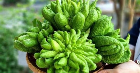 Mang hình dáng tựa bàn tay Phật đang ban phúc, phật thủ từ lâu đã được xem như biểu tượng của sự bình an và may mắn.