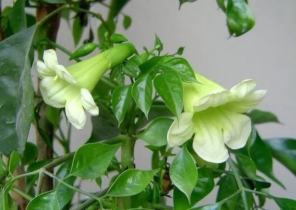 Đúng như tên gọi, cây hạnh phúc biểu trưng cho tình yêu thương, sự ấm êm và bình yên trong gia đình.