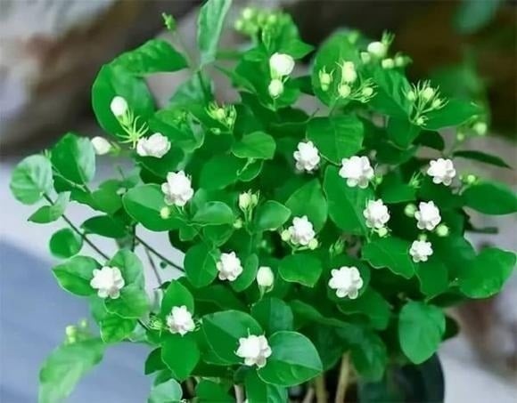 Hoa nhài và bạc hà là hai loại cây được ưa chuộng trong phòng ngủ vì dễ chăm sóc và có lợi cho giấc ngủ.