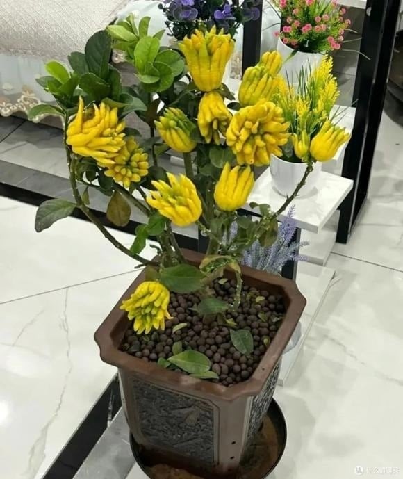 Người xưa khuyên rằng: “Ban công có 3 loại cây này thì không lo thiếu tiền tiêu.”