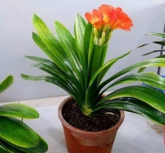Không gian học tập và làm việc thích hợp với những loại cây mang vẻ thanh thoát, tươi mát, giúp tinh thần tỉnh táo và tập trung. 