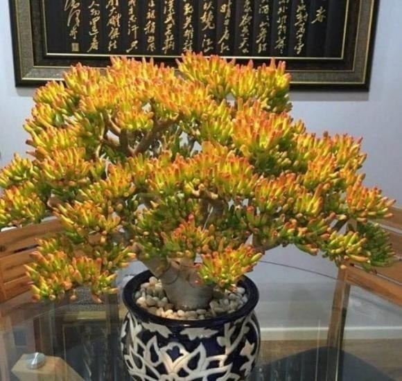 Sen Đá Ống Điếu, còn được gọi là cây “hút tiền”, ngay từ tên gọi đã mang ý nghĩa chiêu tài, nạp lộc. 