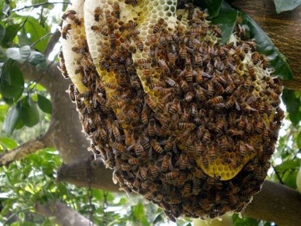 Ong là loài vật chăm chỉ, kiên nhẫn và luôn biết cách xây dựng tổ ấm bền vững. 