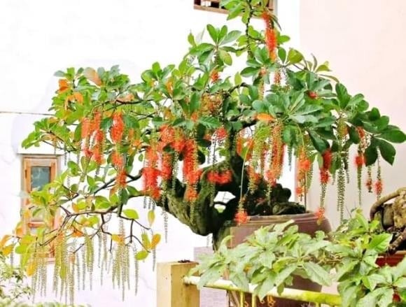  Lộc vừng được coi là biểu tượng của tài lộc, may mắn và sự sung túc.
