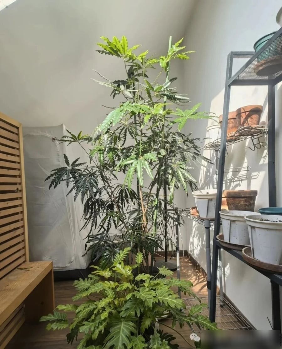 Cây khổng tước (tên khoa học Dizygotheca Elegantissima, thuộc họ Araliaceae) được xem là một trong những loài cây cảnh sở hữu vẻ đẹp sang trọng và quý phái bậc nhất. 