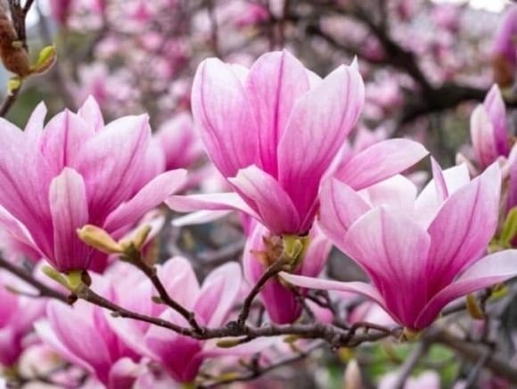 Người xưa tin rằng, mộc lan trồng trước cửa sẽ chiêu tài, đem lại may mắn trong kinh doanh và cuộc sống. 