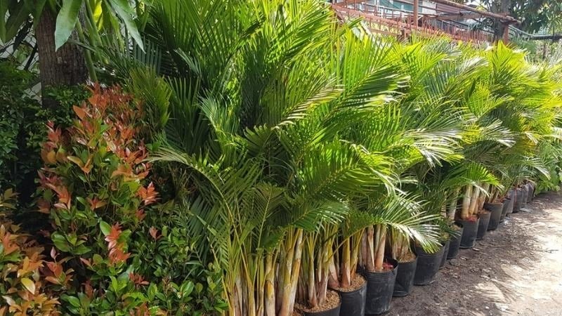 Từ lâu, việc trồng cau trước nhà đã trở thành nét đẹp trong kiến trúc Việt