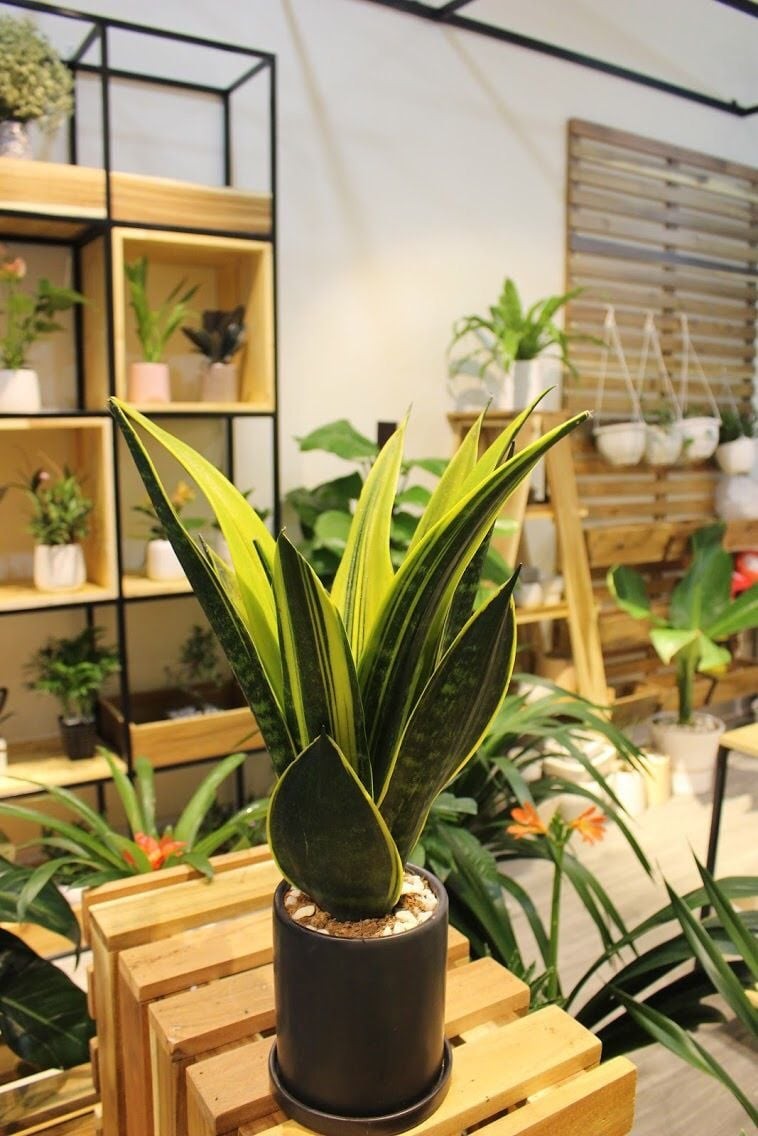 Cây lưỡi hổ ra hoa thường rất già và nhựa hoa bám vào lá không đẹp