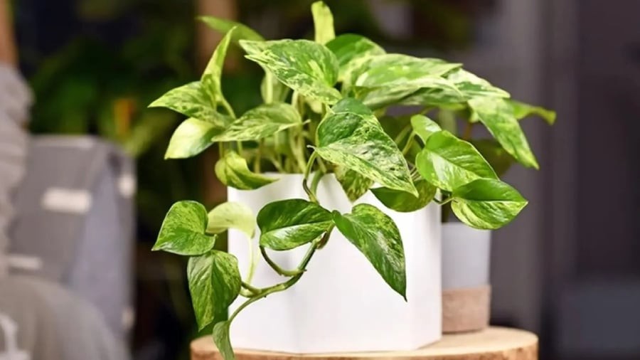 Cây trầu bà mang ý nghĩa tốt trong phong thủy.