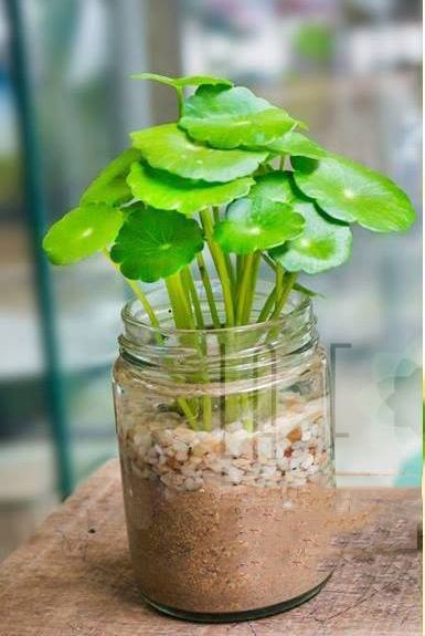 Cỏ đồng tiền ra hoa trông xấu hơn