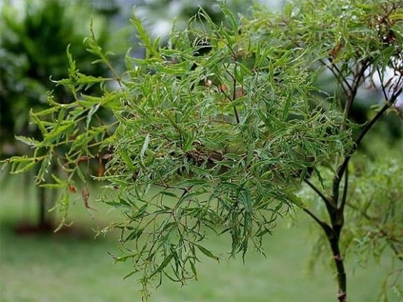 Đinh lăng vốn thuộc họ nhân sâm, nổi bật với tán lá xanh mát, mọc sum suê, tượng trưng cho sự sinh sôi và phát triển bền vững. 