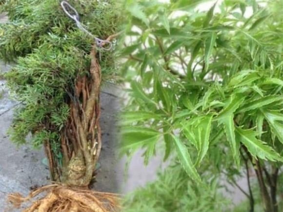 Một mẹo phong thủy được nhiều người áp dụng là rải vài đồng xu hoặc đá phong thủy dưới gốc cây khi trồng trong chậu, giúp gia tăng may mắn và thu hút cơ hội tài chính cho gia chủ.

