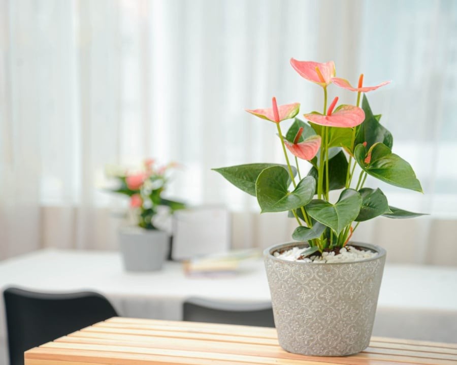 Hồng môn vốn nổi bật với sắc đỏ tươi như ngọn lửa, cánh hoa hình trái tim gợi đến sự nồng nhiệt, thịnh vượng và tình yêu bền chặt. 