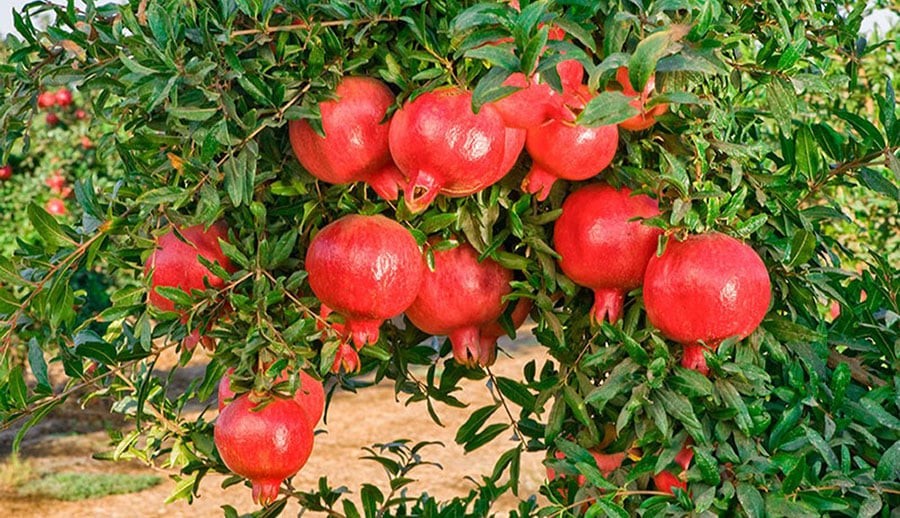 cây trồng trước nhà may mắn