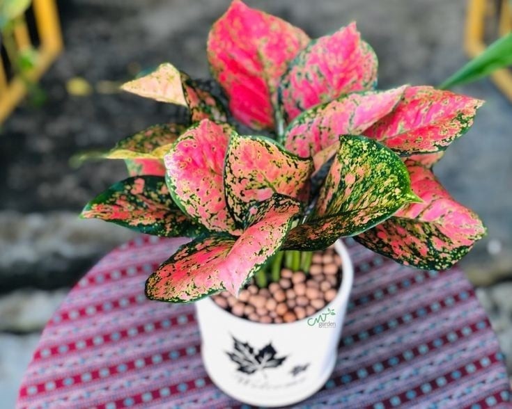 Cái tên “vạn lộc” đã nói lên tất cả: càng trồng xanh tốt, gia chủ càng đón nhiều may mắn, của cải ùn ùn kéo về. Lá cây mang sắc hồng pha xanh, khi phát triển rực rỡ sẽ tạo cảm giác tươi mới, đầy sức sống – rất hợp với tinh thần rực lửa của người mệnh Hỏa.

