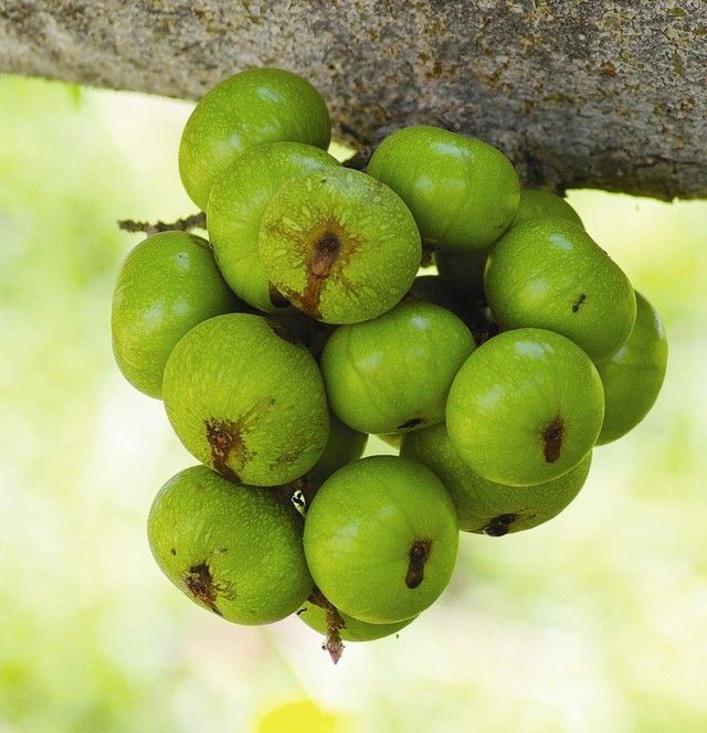Quả sung giàu canxi