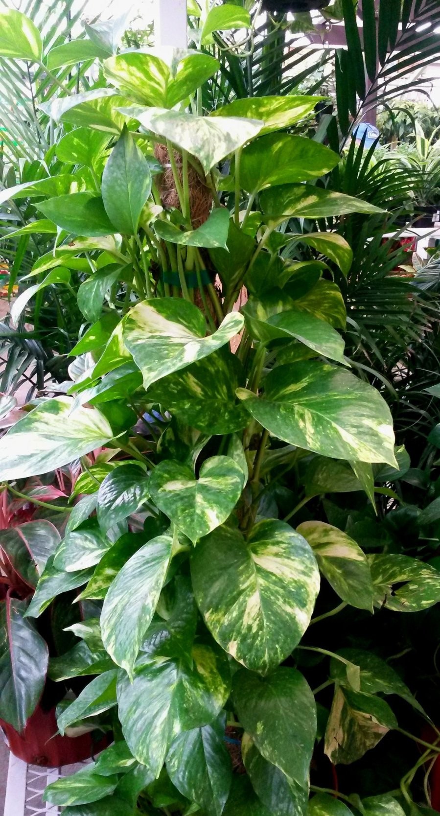 Trầu bà có độc tố không tốt cho trẻ